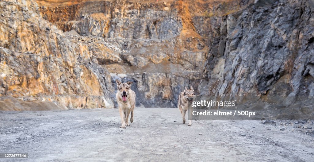 Portrait of dogs standing on road, Germany