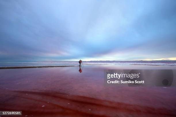 photographer standing in rose color water of the great salt lake, ut - lago salato foto e immagini stock