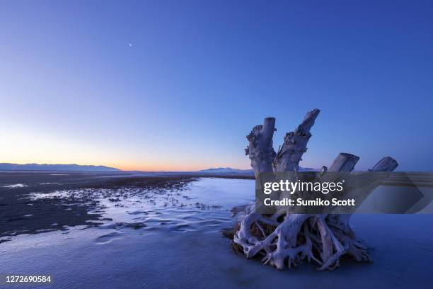 tree stump at dawn, antelope island state park, ut - great salt lake stock pictures, royalty-free photos & images