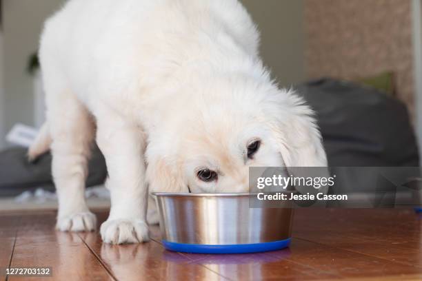 puppy eats from a bowl indoors - dog bowl ストックフォトと画像