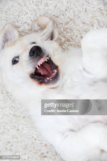 fluffy white puppy on fluffy background - snarling stock pictures, royalty-free photos & images