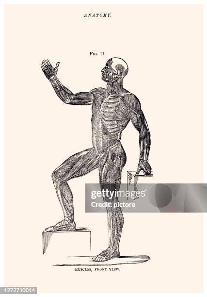 Organ Placement In The Human Body Photos and Premium High Res Pictures ... Biology Diagrams