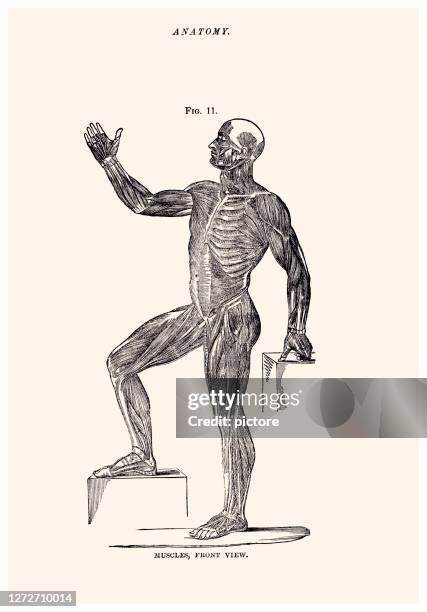 anatomy (xxxl) - anatomical model stock illustrations