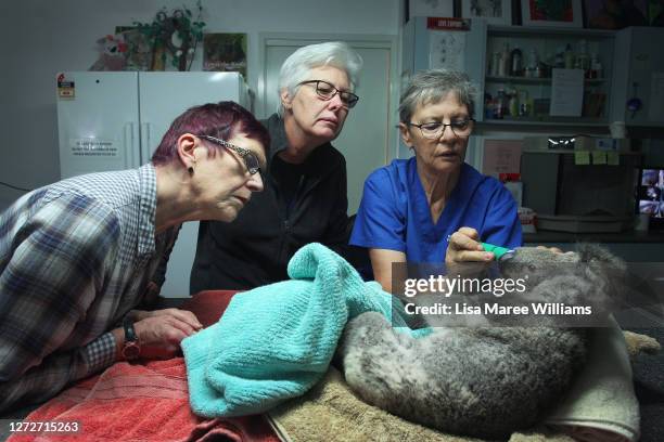 Clinical Director Cheyne Flanagan and hospital volunteers Rita Saunders and Gaby Rivett and treat a juvenile female koala named 'Oxey Kylie' for car...