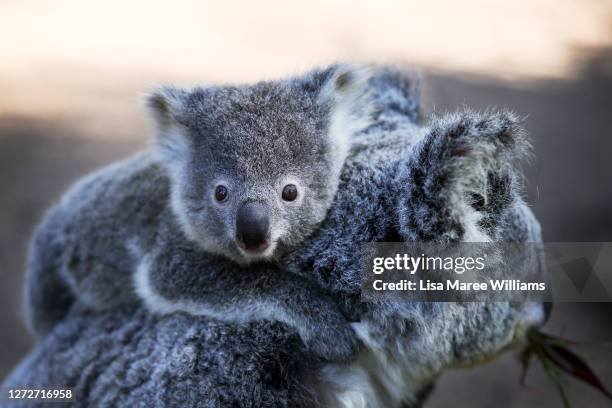 Female koala and her young joey are seen moving along the ground following a general health check at the Australian Reptile Park on August 27, 2020...