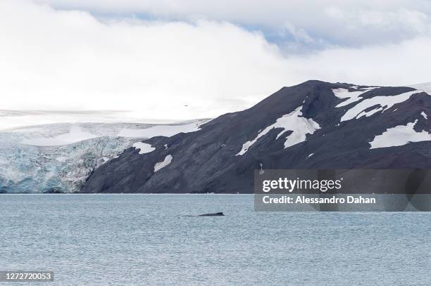 Humpback whale swimming with the Krak Glacier in the background, on January 12, 2020 in King George Island, Antarctica.