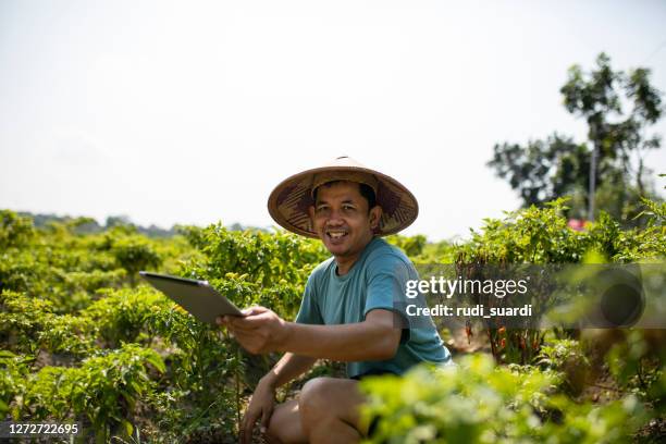 view on asian man using digital tablet on chili field - chilli stock pictures, royalty-free photos & images