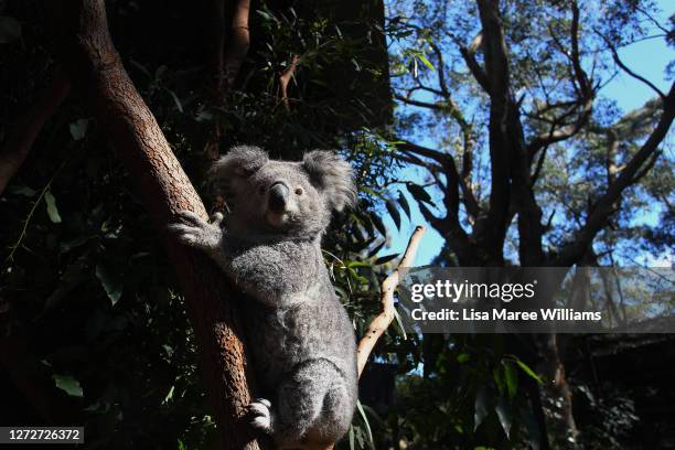 Female koala fondly named 'Pirri' is seen sitting on a Eucalyptus branch following a general health check at the Australian Reptile Park on August...