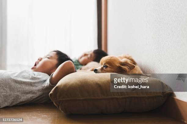 sibling and dog relaxed at home - asian sleeping stock pictures, royalty-free photos & images