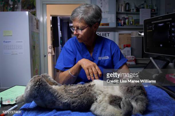 Clinical Director Cheyne Flanagan treats a female koala for car accident trauma at Port Macquarie Koala Hospital on September 14 in Port Macquarie,...