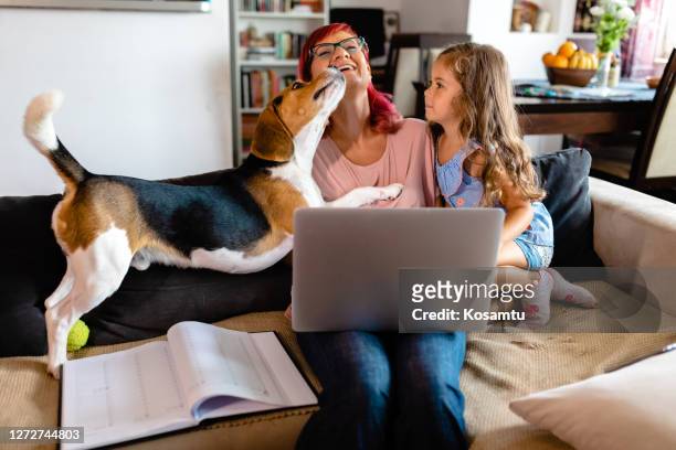 excited beagle dog licking his owner while she using work break for some playful time - beagle stock pictures, royalty-free photos & images