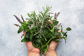 Bunches of fresh sprigs of mint and rosemary. Women's hands hold a bouquet of fragrant herbs. Grey concrete background.
