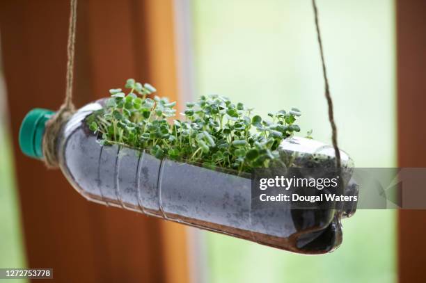 recycled bottle as planter with micro green seedlings. - resourceful bildbanksfoton och bilder