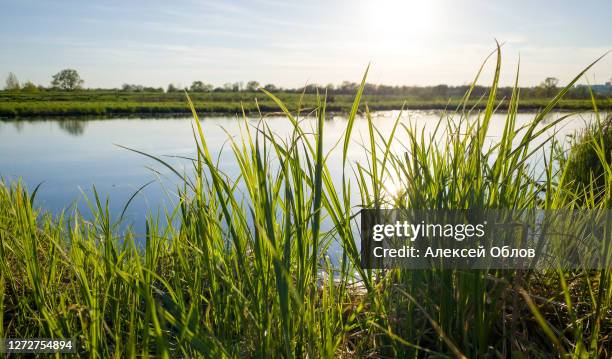 wild green grass plants near a pond on sunset. - estanque fotografías e imágenes de stock