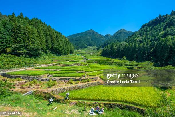 yotsuya no senmaida terraced rice fields, japan - prefectura de aichi fotografías e imágenes de stock