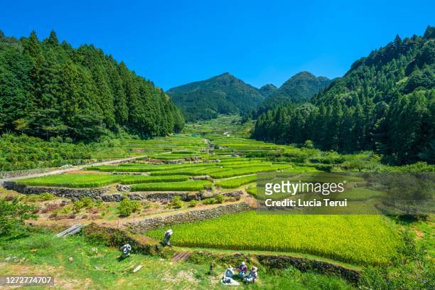 yotsuya no senmaida terraced rice fields, japan - aichi prefecture stock pictures, royalty-free photos & images