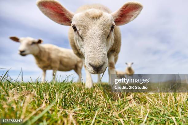 photos of a grazing flock of sheep and individual sheep near the german north sea on a dike - cordeiro imagens e fotografias de stock