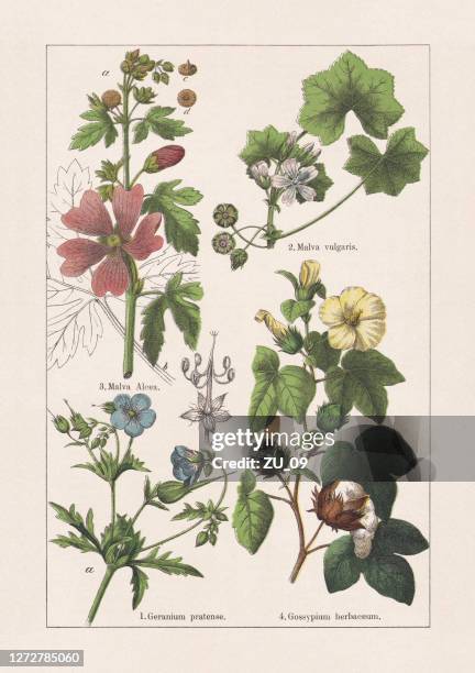geraniaceae, malvaceae, chromolithograph, published in 1895 - gossypium herbaceum stock illustrations
