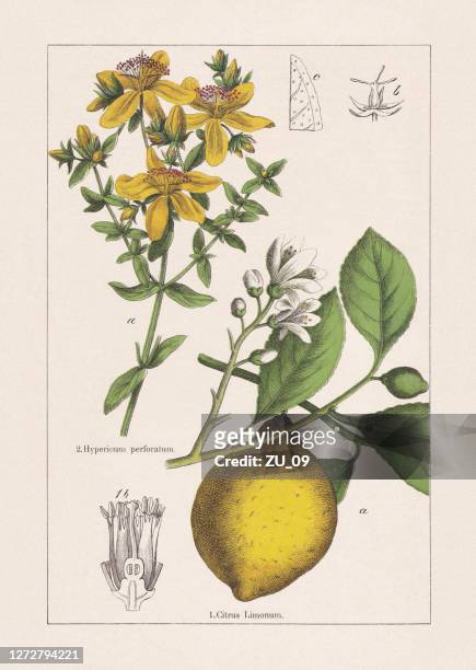 rutaceae, hypericaceae, chromolithograph, erschienen 1895 - botany stock-grafiken, -clipart, -cartoons und -symbole