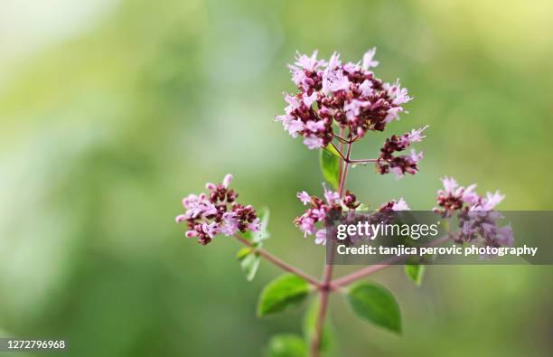 oregano flower blooms - oregano 個照片及圖片檔