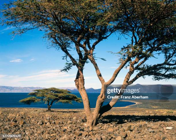 turkana lake - lago turkana foto e immagini stock