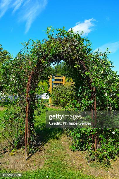 green ivy climbing metal structure - lll stock pictures, royalty-free photos & images