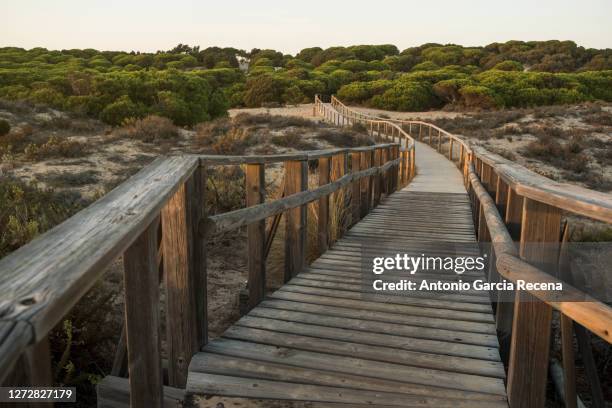 wooden footbridge in the place of the junipers in huelva. this path leads from the beach to the forest. andalucia, spain. - huelva province stock pictures, royalty-free photos & images