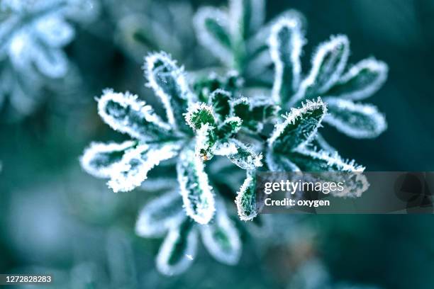 frosty crystal ice green leaves in autumn cold morning blue background - lovely frozen leaves stock pictures, royalty-free photos & images