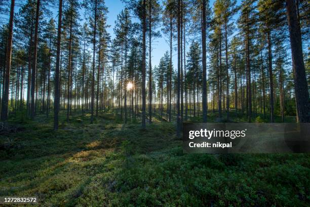 a sunset inside a forest in finland with direct sun - finland forest stock pictures, royalty-free photos & images