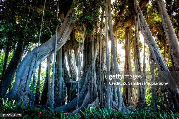 liana tree - liana stock pictures, royalty-free photos & images