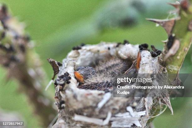 Nesting Rufous Hummingbird Hummingbird Bush Photos and Premium High Res Pictures - Getty Images