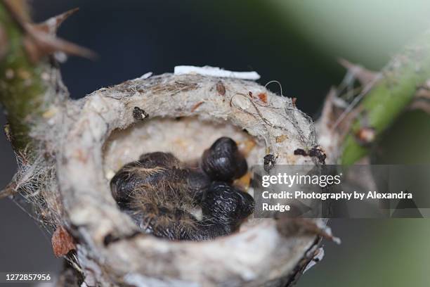 Nesting Rufous Hummingbird 947 Hummingbird Nest Stock Photos, High-Res Pictures, and Images ...