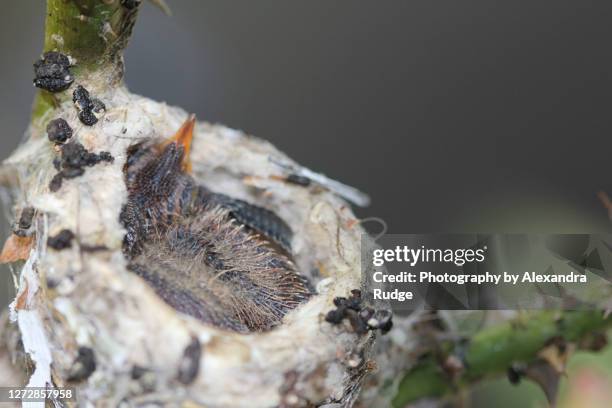 Nesting Rufous Hummingbird Hummingbird Bush Photos and Premium High Res Pictures - Getty Images
