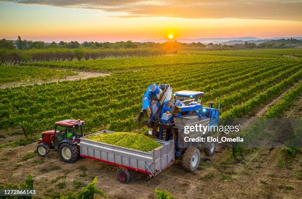 mechanische ernte von trauben im weinberg, die die trauben in einem traktoranhänger füllen - landwirtschaftliche maschine stock-fotos und bilder