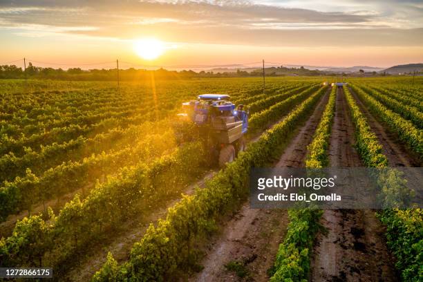 cosechadora mecánica de uvas en el viñedo al atardecer - agricultura fotografías e imágenes de stock
