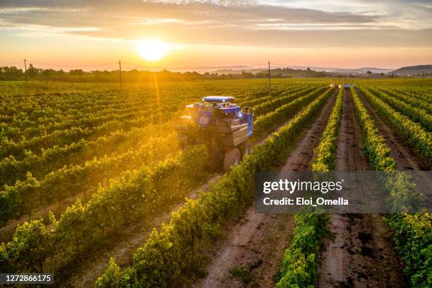 mechanical harvester of grapes in the vineyard at sunset - grape harvest stock pictures, royalty-free photos & images