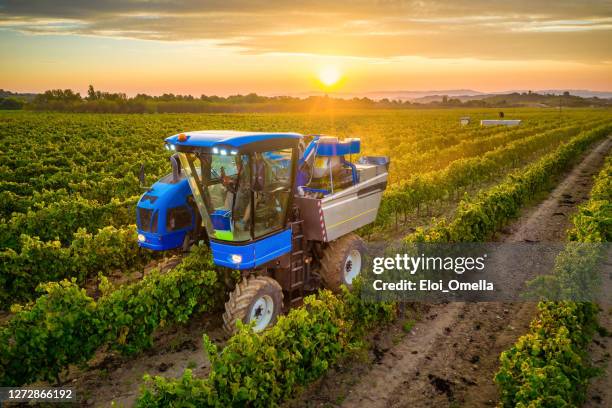 mechanical harvester of grapes in the vineyard at sunset - machinery stock pictures, royalty-free photos & images