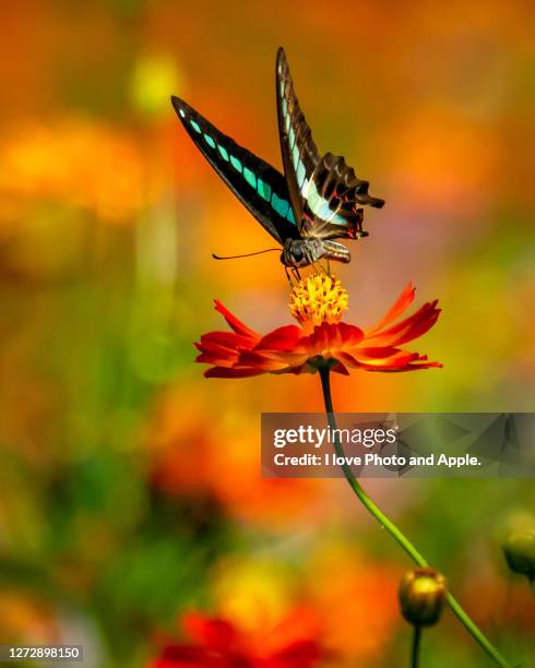 flowers and butterflies - orange butterfly stock pictures, royalty-free photos & images