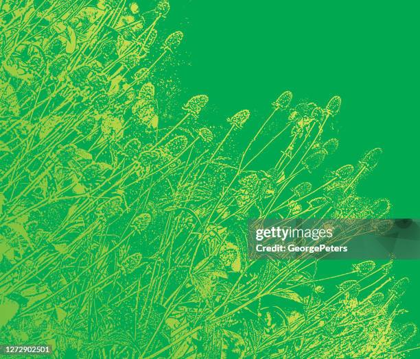 coneflowers garden - echinacea stock illustrations