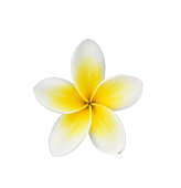 Clouseup of One Plumeria isolated on white background