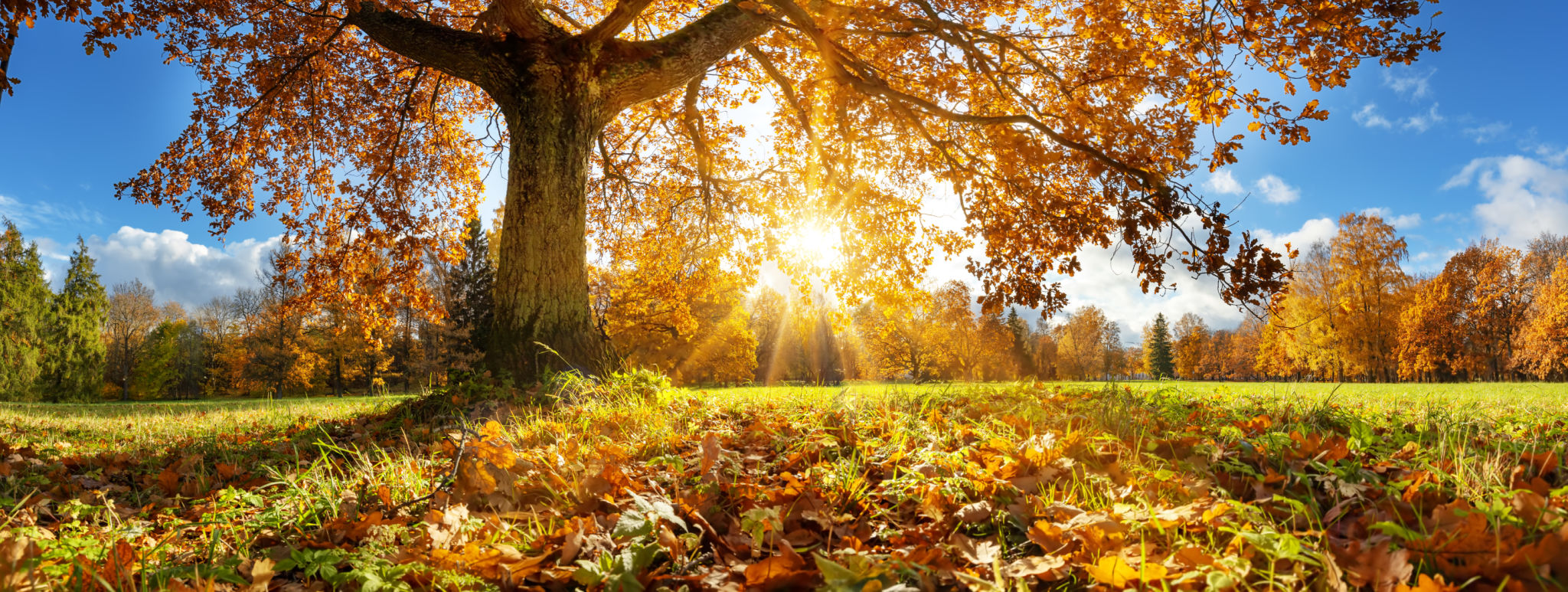 autumn leaves park