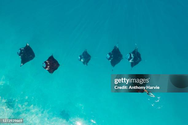 aerial view of woman swimming with manta rays in maldives - manta ray stock pictures, royalty-free photos & images