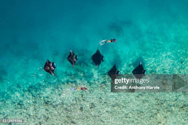 aerial view of two women swimming with manta rays in maldives - 5 fishes stock pictures, royalty-free photos & images