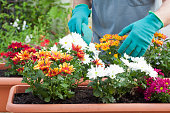 Hands of gardener potting flowers in greenhouse or garden