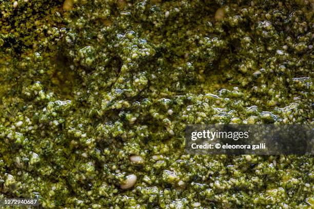 pesto genovese - genoese stock pictures, royalty-free photos & images