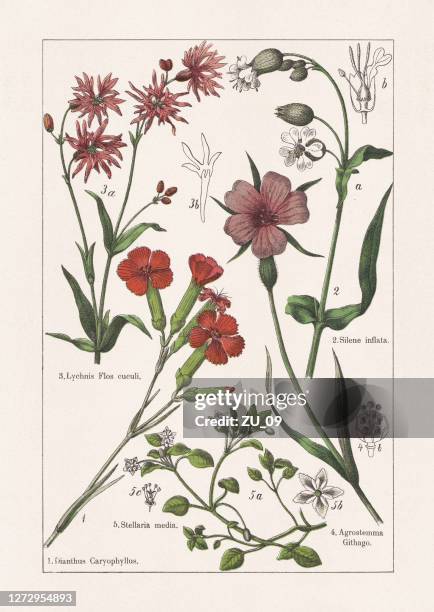 ilustrações, clipart, desenhos animados e ícones de caryophyllaceae, cromatógrafo, publicado em 1895 - carnation flower