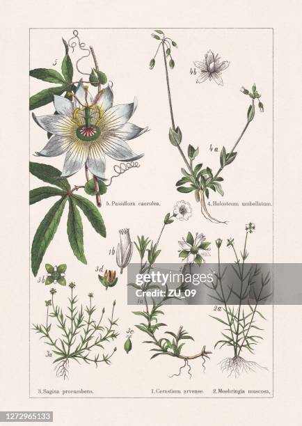 caryophyllaceae, chromolithograph, published in 1895 - sagina subulata stock illustrations