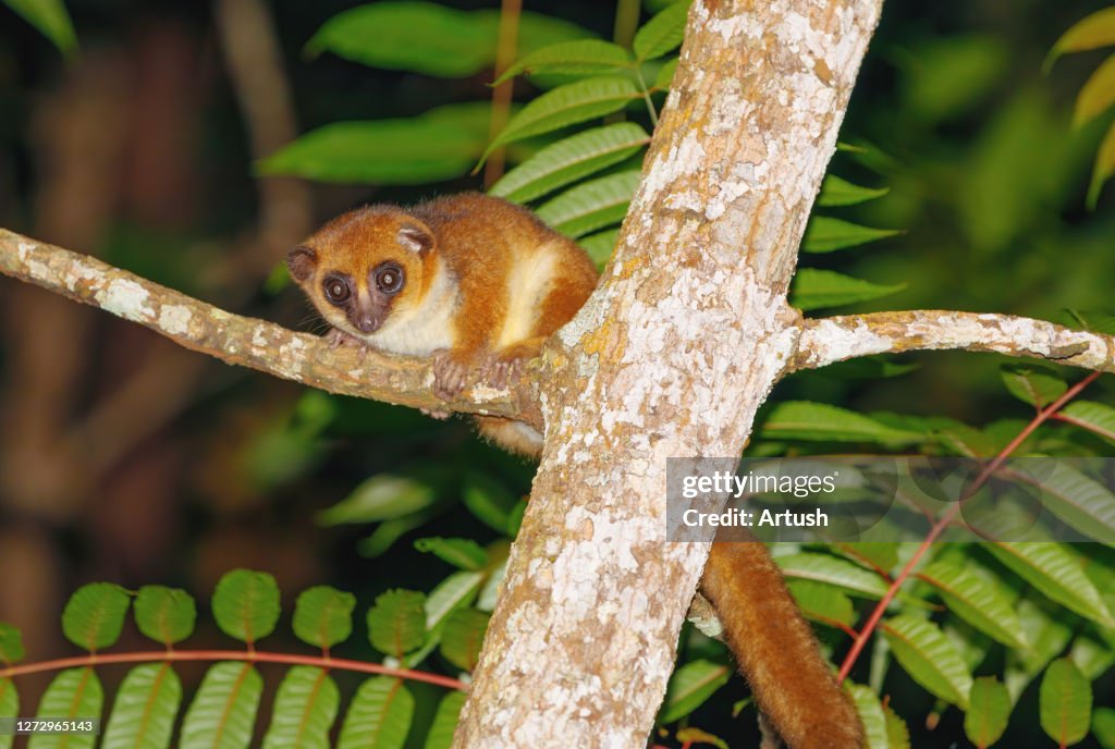The brown mouse lemur, Madagascar wildlife