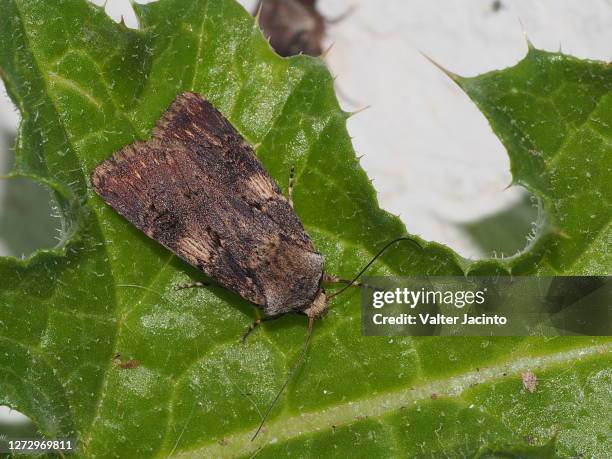 moth (agrotis puta) - the puta stock pictures, royalty-free photos & images