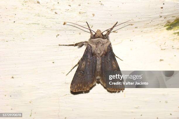 moth (agrotis puta) - the puta stock pictures, royalty-free photos & images